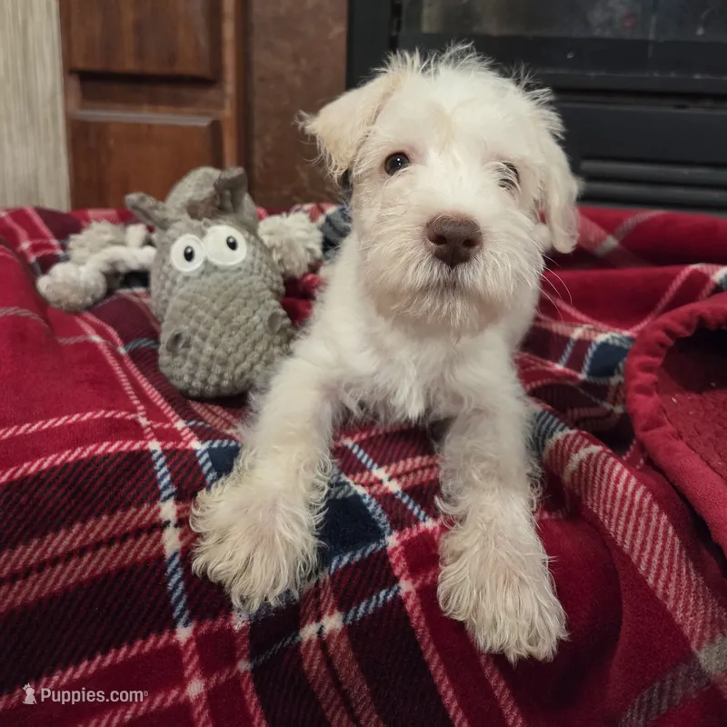 Charlie – Miniature Schnauzer puppy for sale in Gaffney, SC