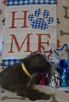 Carmen, a female Miniature Schnauzer for sale in Gaffney, SC – 4 of 4