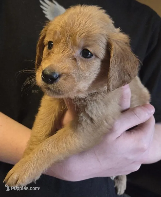 Rosebud – Golden Retriever puppy for sale in Spartanburg, SC