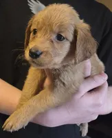 Rosebud, a female Golden Retriever for sale in Spartanburg, SC – Photo 1 of 2