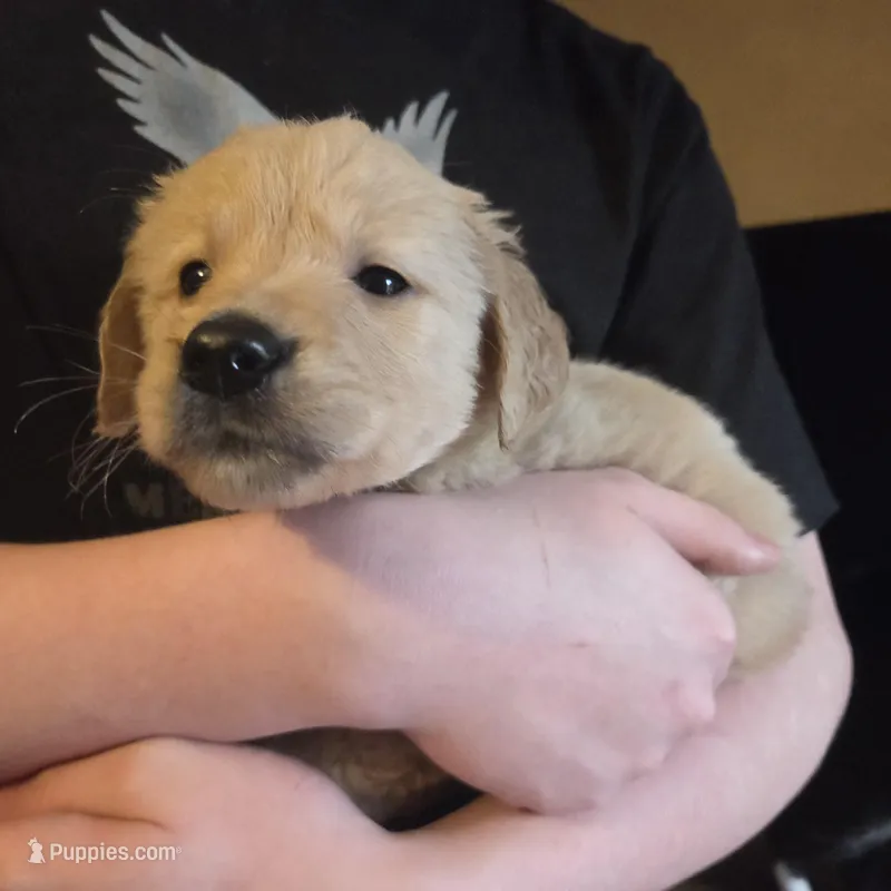 Duke, a male Golden Retriever for sale in Gaffney, SC – Photo 1 of 3