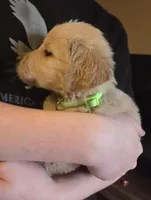 Duke, a male Golden Retriever for sale in Gaffney, SC – Photo 3 of 3