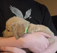 Duke, a male Golden Retriever for sale in Gaffney, SC – Photo 2 of 3