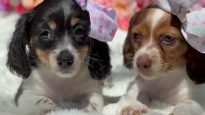 Moja, a female French Bulldog for sale in Tampa, FL – 5 of 5