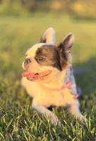 Luna , a female French Bulldog for sale in Tampa, FL – 3 of 4