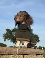 Boomer - neutered , a male Miniature Dachshund for sale in Tampa, FL – 2 of 5