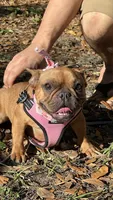 Moja , a female French Bulldog for sale in Tampa, FL – Photo 3 of 3