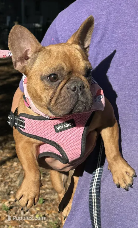 Moja  – French Bulldog puppy for sale in Tampa, FL