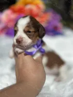 Beau Long hair , a male Miniature Dachshund for sale in Tampa, FL – Photo 1 of 6