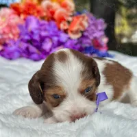Beau Long hair , a male Miniature Dachshund for sale in Tampa, FL – Photo 2 of 6