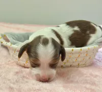 Beau Long hair , a male Miniature Dachshund for sale in Tampa, FL – Photo 5 of 6