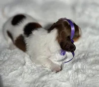 Mirabelle Long hair, a female Miniature Dachshund for sale in Tampa, FL – Photo 3 of 5