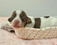 Mirabelle Long hair, a female Miniature Dachshund for sale in Tampa, FL – Photo 5 of 5