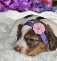 Mirabelle Long hair, a female Miniature Dachshund for sale in Tampa, FL – Photo 1 of 5