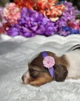 Mirabelle Long hair, a female Miniature Dachshund for sale in Tampa, FL – Photo 2 of 5