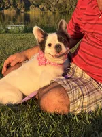 Luna , a female French Bulldog for sale in Tampa, FL – 4 of 4