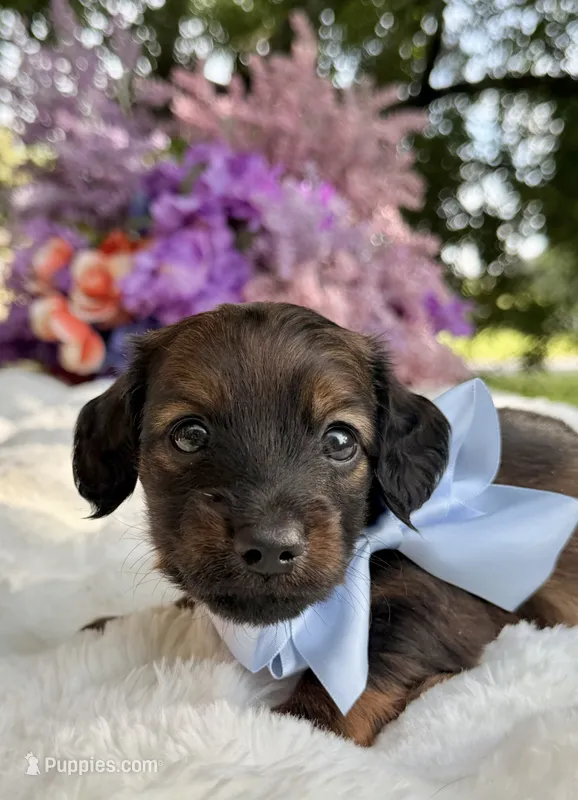 Taz – Miniature Dachshund puppy for sale in Tampa, FL