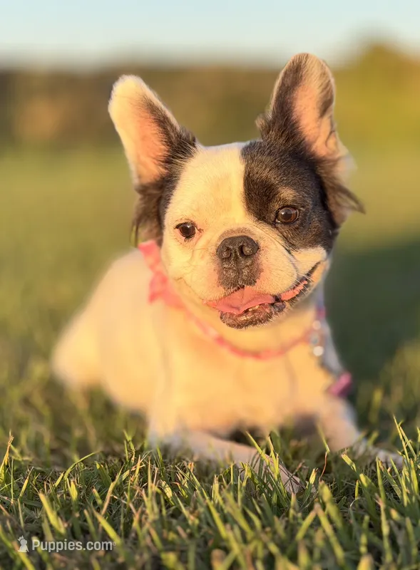 Luna  – French Bulldog puppy for sale in Tampa, FL