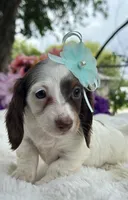 Mila, a female Miniature Dachshund for sale in Tampa, FL – 1 of 3