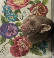 Chato , a male French Bulldog for sale in Tampa, FL – 2 of 2