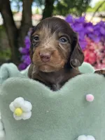 Mako, a male Miniature Dachshund for sale in Tampa, FL – 4 of 4
