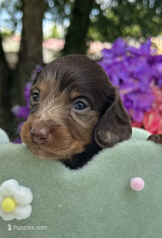 Mako – Miniature Dachshund puppy for sale in Tampa, FL