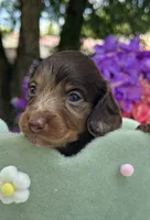 Mako, a male Miniature Dachshund for sale in Tampa, FL – 1 of 4