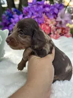 Mako, a male Miniature Dachshund for sale in Tampa, FL – 3 of 4