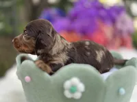 Mako, a male Miniature Dachshund for sale in Tampa, FL – 2 of 4