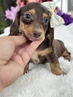 Mili, a female Miniature Dachshund for sale in Tampa, FL – 2 of 4
