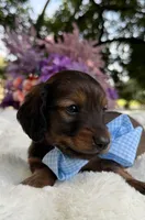 Teddy long hair , a male Miniature Dachshund for sale in Tampa, FL – 2 of 4