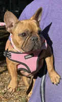 Moja, a female French Bulldog for sale in Tampa, FL – 2 of 5