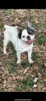 Luna , a female French Bulldog for sale in Tampa, FL – 2 of 2