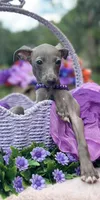 Bella, a female Italian Greyhound for sale in Tampa, FL – Photo 2 of 3