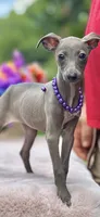 Bella, a female Italian Greyhound for sale in Tampa, FL – Photo 3 of 3