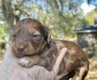 Roux, a male Miniature Dachshund for sale in Tampa, FL – Photo 1 of 2