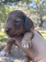 Roux, a male Miniature Dachshund for sale in Tampa, FL – Photo 2 of 2