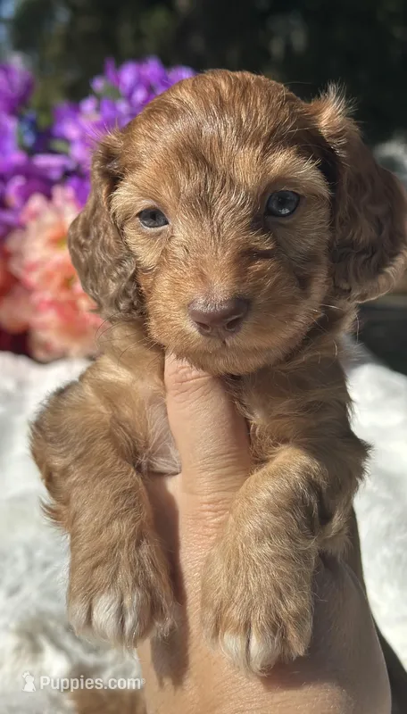 Roux – Miniature Dachshund puppy for sale in Tampa, FL