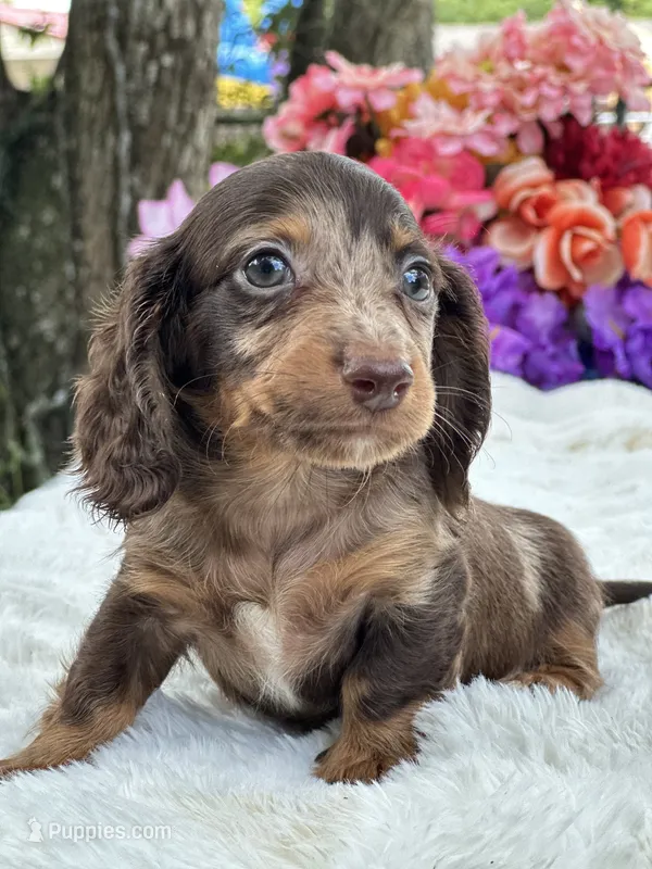 Mako – Miniature Dachshund puppy for sale in Tampa, FL