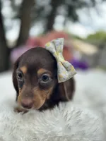 Mili, a female Miniature Dachshund for sale in Tampa, FL – 4 of 4