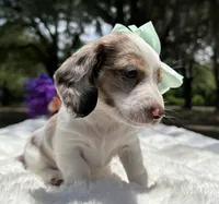 Lola, a female Miniature Dachshund for sale in Tampa, FL – 3 of 7