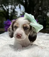 Lola, a female Miniature Dachshund for sale in Tampa, FL – 6 of 7