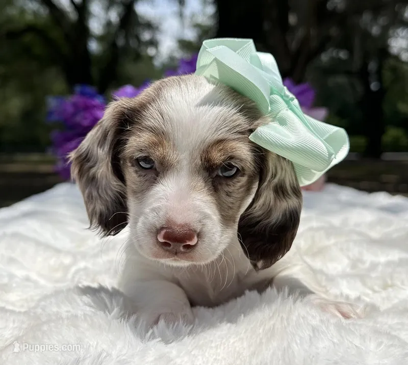 Lola – Miniature Dachshund puppy for sale in Tampa, FL
