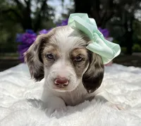 Lola, a female Miniature Dachshund for sale in Tampa, FL – 1 of 7
