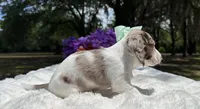 Lola, a female Miniature Dachshund for sale in Tampa, FL – 7 of 7