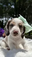 Lola, a female Miniature Dachshund for sale in Tampa, FL – 2 of 7