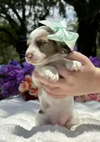 Lola, a female Miniature Dachshund for sale in Tampa, FL – 4 of 7