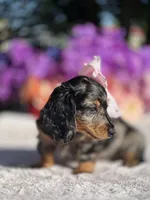 Trixie, a female Miniature Dachshund for sale in Tampa, FL – Photo 5 of 5