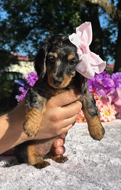 Trixie – Miniature Dachshund puppy for sale in Tampa, FL
