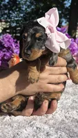 Trixie, a female Miniature Dachshund for sale in Tampa, FL – Photo 2 of 5